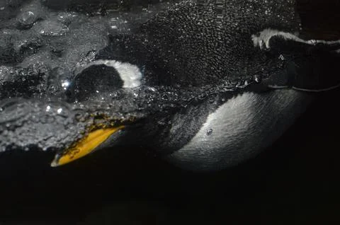 Penguin diving underwater close-up Stock Photos