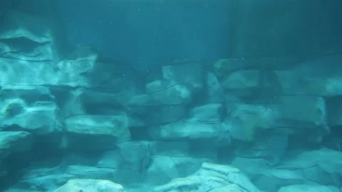 Penguin diving underwater swimming Stock Footage 235567828