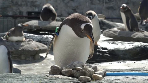 Penguin doing stuff Stock Footage 99508211