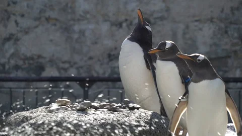 Penguin doing what penguins do Stock Footage 99507887