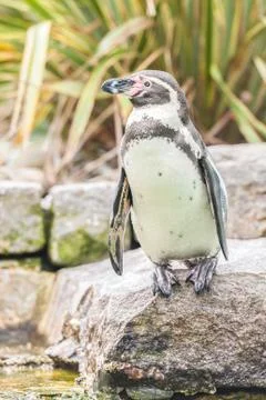Penguin on the edge Stock Photos