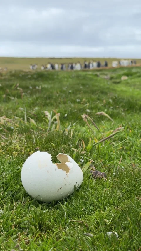 Penguin Egg Opened Hatched Low Angle on Grass with Colony of King Penguins .. Stock Footage 339283534