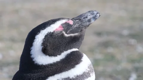 Penguin Enjoying the Sun Видео 152263364