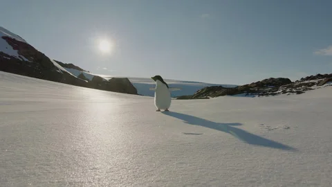 Penguin exploring snow-covered landscape in Antarctica under bright sun Stock Footage 288345881