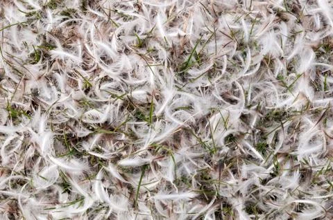 Penguin feathers lying on grass Foto stock