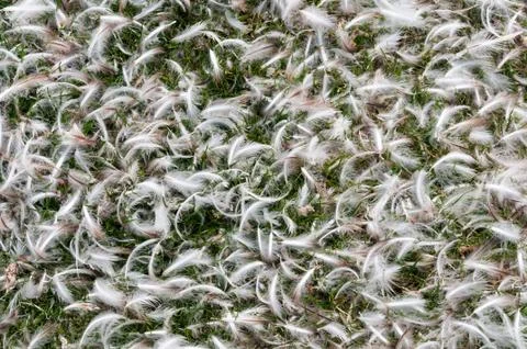 Penguin feathers lying on grass Stock Photos