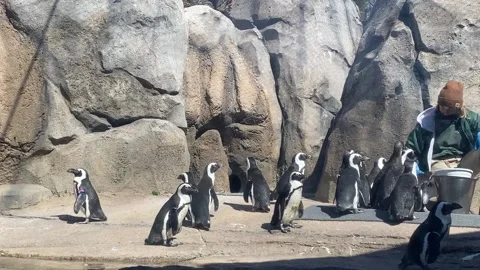 Penguin Feeding Time at the Zoo Stock Footage 151486754
