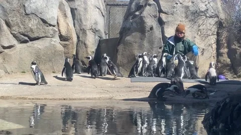 Penguin Feeding Time at the Zoo Stock Footage 151486760