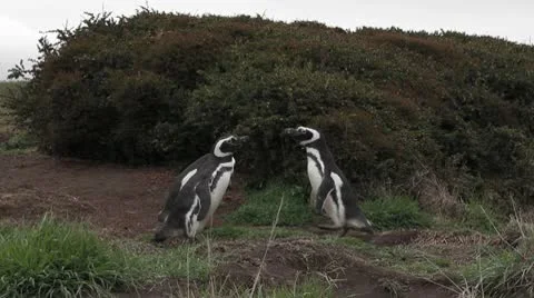 Penguin fight Stock Footage 9221819