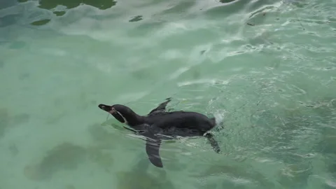 Penguin flapping in the water Stock Footage 146715481