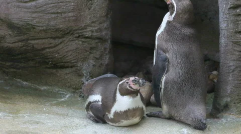 Penguin Stock Footage 493523