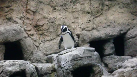 Penguin Stock Footage 5272918