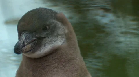 Penguin Stock Footage 7745923