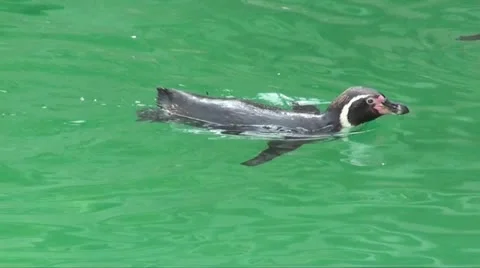 PENGUIN Stock Footage 10807946