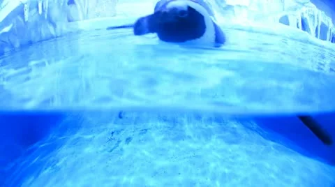 Penguin Stock Footage 19349279