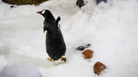 Penguin Stock Footage 24702905