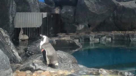 The penguin Stock Footage 25423582