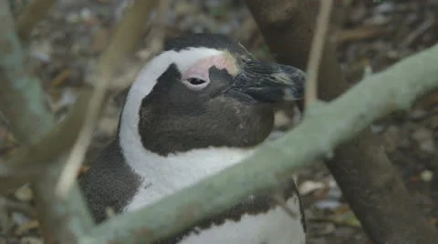 A penguin Stock Footage 27170180