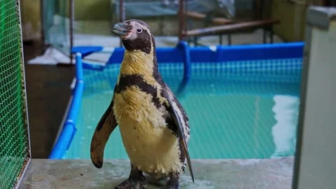 Penguin Stockbeeldmateriaal 154341694