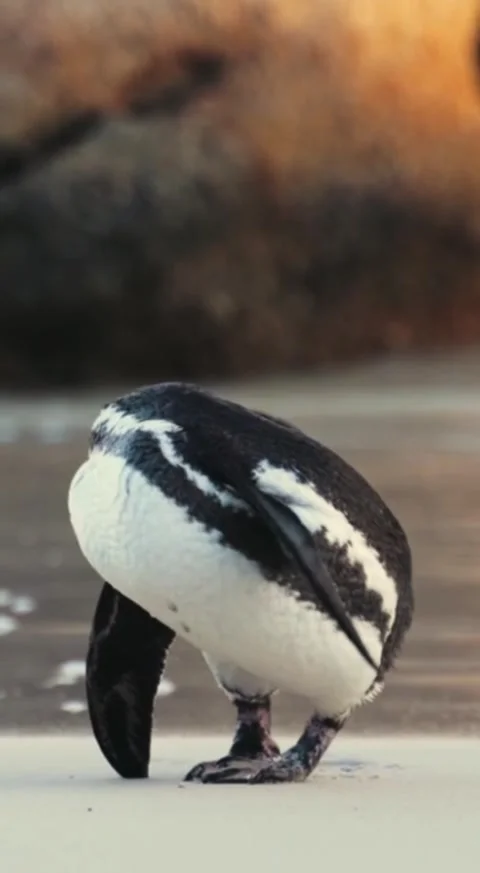 Penguin Stock Footage 242224361