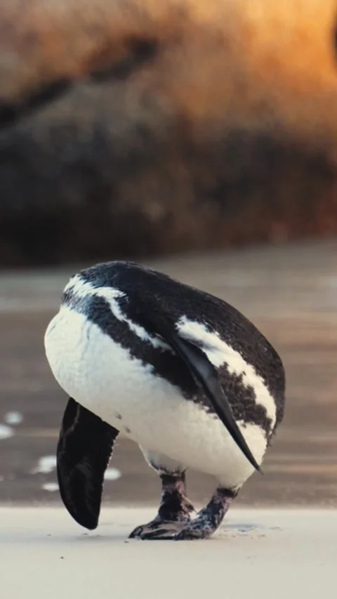 The Penguin Stock Footage 243062951