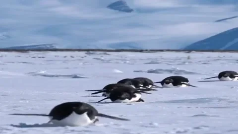 Penguin Video stock 279291597