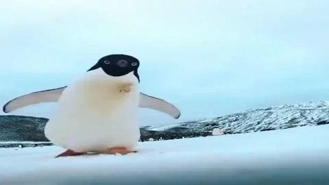 Penguin Video stock 279294253