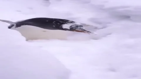 Penguin Video stock 279294514