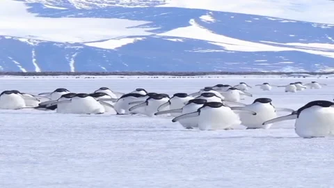 Penguin Video stock 279294879