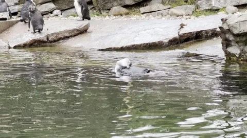 Penguin Stock Footage 297081041