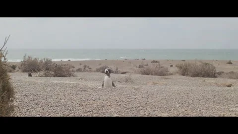 Penguin Stock Footage 331886227