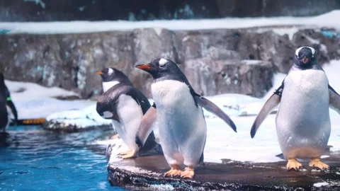 Penguin 库存影片 344231453