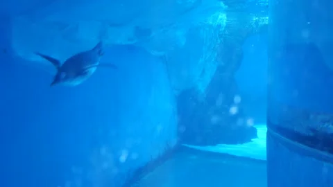 Penguin Video stock 344231531