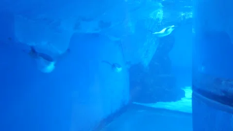 Penguin Видео 344231532