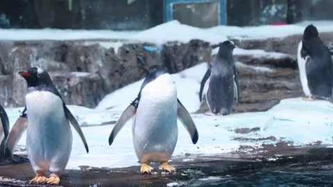 Penguin Stock Footage 344231572