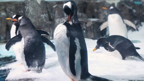 Penguin Video stock 344231628