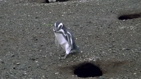 Penguin goes to the burrow Video stock 53366970