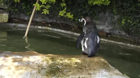 Penguin going to swim Stock Footage 50832242