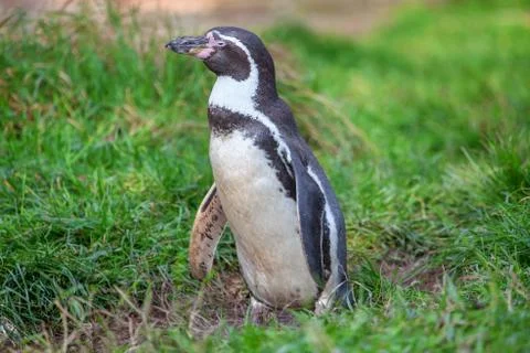 Penguin on the grass Stock Photos