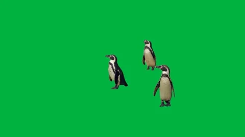 Penguin Greenscreen 39 Stock-Footage 198585524
