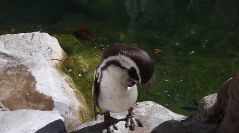 Penguin grooming Stock-Footage 51445376