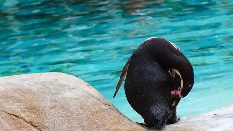 Penguin grooming itself Vídeos de archivo 76392138