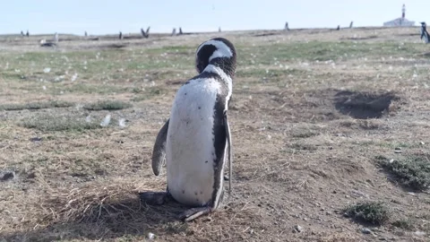 A Penguin Grooming itself 库存影片 152333480