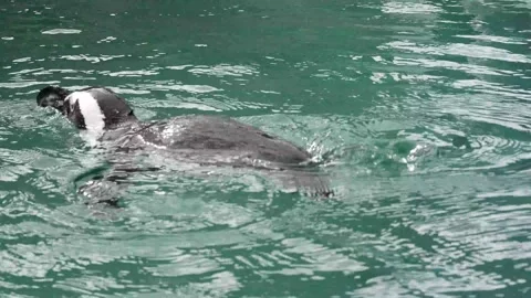 A Penguin Grooms Himself While in the Water 4K Stock-Footage 163355987