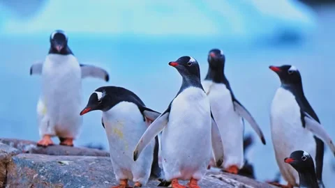 Penguin Group Standing Stock Footage 323139894