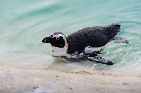 Penguin having a swim Stock Photos