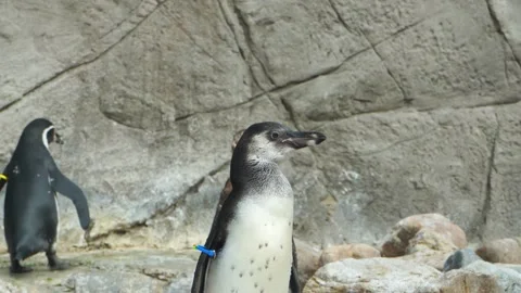Penguin head close-up, penguin looking at the camera, forward movement, 4K Stock Footage 145735583