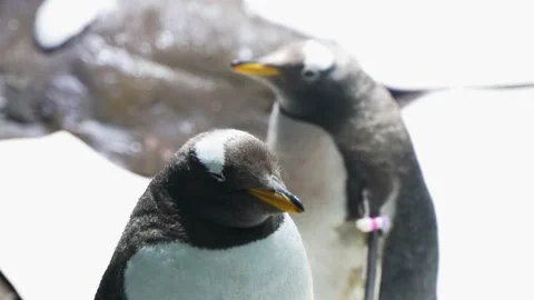 Penguin head close-up penguin open mouth call Stock Footage 235450675