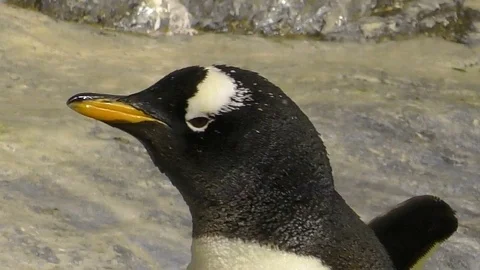 Penguin head closeup Video stock 90846251