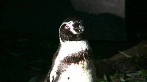 Penguin head Stock Footage 280537
